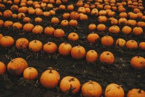 Pumpkins in a field