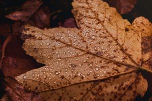 September 2026 dates for diary